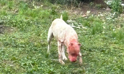 Kocaeli'de pitbull saldırısı: Başıboş köpeğin saldırısı, sahibi bile kurtaramadı