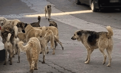 Aksaray'da başıboş köpekler KOAH hastası adama saldırdı: 76 dikiş atıldı