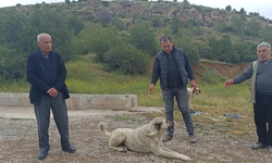 Ankara'da başıboş köpekler buzağıyı parçaladı, sahiplerine saldırdı