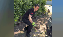 Düzce'de itfaiye aracın kaputuna giren 2 yavru kediyi kurtardı