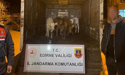 Edirne'de  ağıldan 6 adet hayvan çalan şüpheliler yakalandı