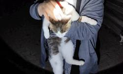 Erzincan'da binanın sundurmasında mahsur kalan kedi itfaiye tarafınca kurtarıldı