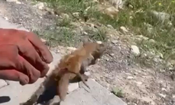 Kahramanmaraş'ta su giderine sıkışan kedi kurtarıldı
