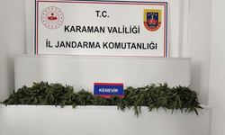 Karaman’da 698 adet kök kenevir ele geçirildi