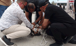 Malatya'da pitbull cinsi köpek bir kadına saldırdı