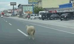 Yalova'da kaçak kurban trafiğe neden oldu