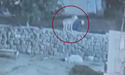 Diyarbakır'da kurt, kaptığı koyunu duvarın üzerinden aşıramayınca vazgeçti