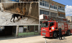 Eskişehir’de 15 gün depoda mahsur kalan köpekler itfaiye yardımıyla kurtarıldı