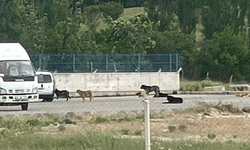 Eskişehir’de başıboş köpekler endişe yaratıyor