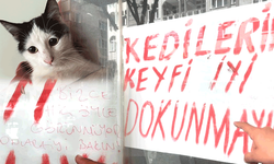 Eskişehir’de boş dükkanın camına yazılan not, kedilerin durumu hakkında tartışma yarattı
