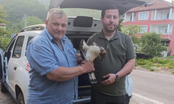 Kastamonu’da yaralı halde bulunan şahin, tedavi altına alındı
