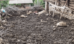 Kütahya'da ağıla giren kurtlar 11 koyunu telef etti