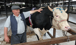 Kütahya’da kurban pazarı canlandı: 1 ton 200 kg’lık tosun 350 bin tl’ye satıldı