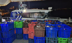 Samsun açıklarında 6 ton kaçak kalkan balığı ele geçirildi