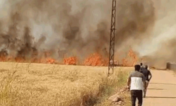 Şanlıurfa'da 40 dönümlük arazi küle döndü