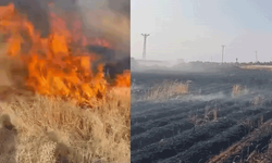 Şanlıurfa'da buğday tarlası alevlere teslim oldu