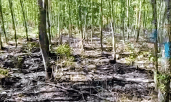 Bilecik'te ormanda çıkan yangın büyümeden söndürüldü