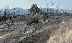 Bilecik'teki orman yangını 5 gün sonra kontrol altına alındı
