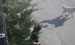 Bursa'da İşe giderken sokak köpekleri saldırdı
