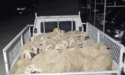 Isparta'da hayvanları çalmaya çalışan şahıslar yakalandı