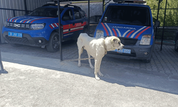 Kayseri'de bir kişi köpeği otomobile bağladı, sosyal medyada paylaştı