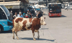 Manisa'da mezbahadan kaçan inek otogarda yakalandı