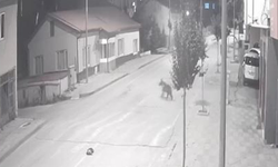 Sivas'ta  Ayılar ilçeyi mesken tuttu, cadde ve sokaklarda görülmeye başladı
