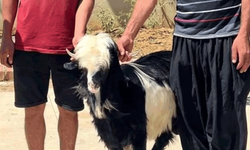 Adana’da keçi hırsızları jandarmadan kaçamadı