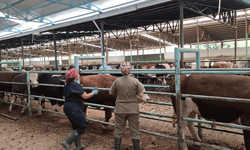 Afyon'da şap hastalığı ile mücadele çalışmaları hız kesmeden devam ediyor
