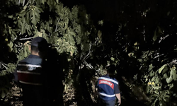 Aydın'da jandarma, incir hırsızlarına geçit vermiyor