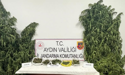 Aydın'da kestane bahçesinde kenevir yetiştiren şüpheli yakalandı