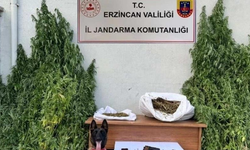 Erzincan’da jandarmadan kenevir operasyonu