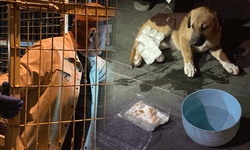Eskişehir’de yavru köpeğe otomobil çarptı, mahalleli seferber oldu