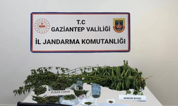 Gaziantep'te 428 kök kenevir ele geçirildi: 5 şahıs tutuklandı