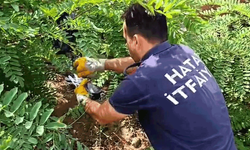 Hatay'da ayağına poşet dolanan kuşa ekipler yardım etti