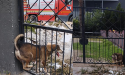 Hatay'da demir korkuluklara sıkışan köpek itfaiye ekiplerince kurtarıldı