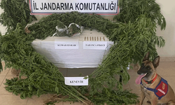 Jandarma baskınıyla ortaya çıktı:  Van'da bir evin çatısında 127 kök kenevir ele geçirildi