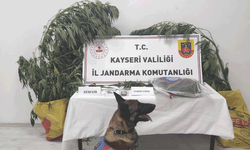 Kayseri'de jandarma 7 kök kenevir ve yasaklı madde ele geçirdi