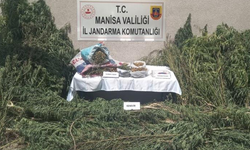 Manisa'da jandarmadan kenevir operasyonu