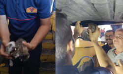 Osmaniye’de elektrikli otomobilin bagajında mahsur kalan 5 kedi yavrusu kurtarıldı
