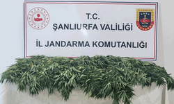Şanlıurfa'da jandarmadan yasaklı madde operasyonu: 2 gözaltı