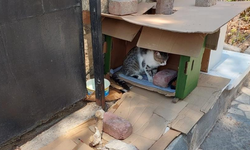 Antalya'da mahalleli ve cami cemaatinin baktığı kedilerin evlerini çöpe attılar