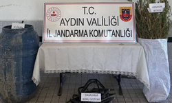 Aydın'da 40 kök kenevir ele geçirildi