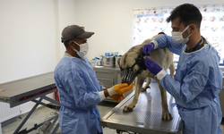 Diyarbakır'da uyuz tanısı konulan 50 köpek tedavi altına alındı