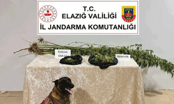 Elazığ'da jandarmadan yasaklı madde operasyonu