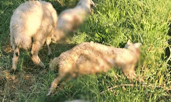 Erzincan'da sokak köpekleri kuzuları telef etti