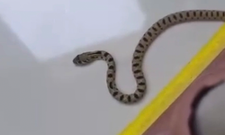 Mardin'de apartmanın 8'inci katında yılan paniği