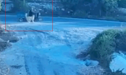 Mersin'de köpek üç tekerlekli motosiklete saldırdı