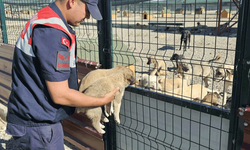 Muş'ta çuvala bırakılan 2 yavru köpek jandarma tarafınca kurtarıldı
