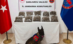 Şanlıurfa’da 1 şüpheli gözaltında: 7 kilogram skunk ele geçirildi